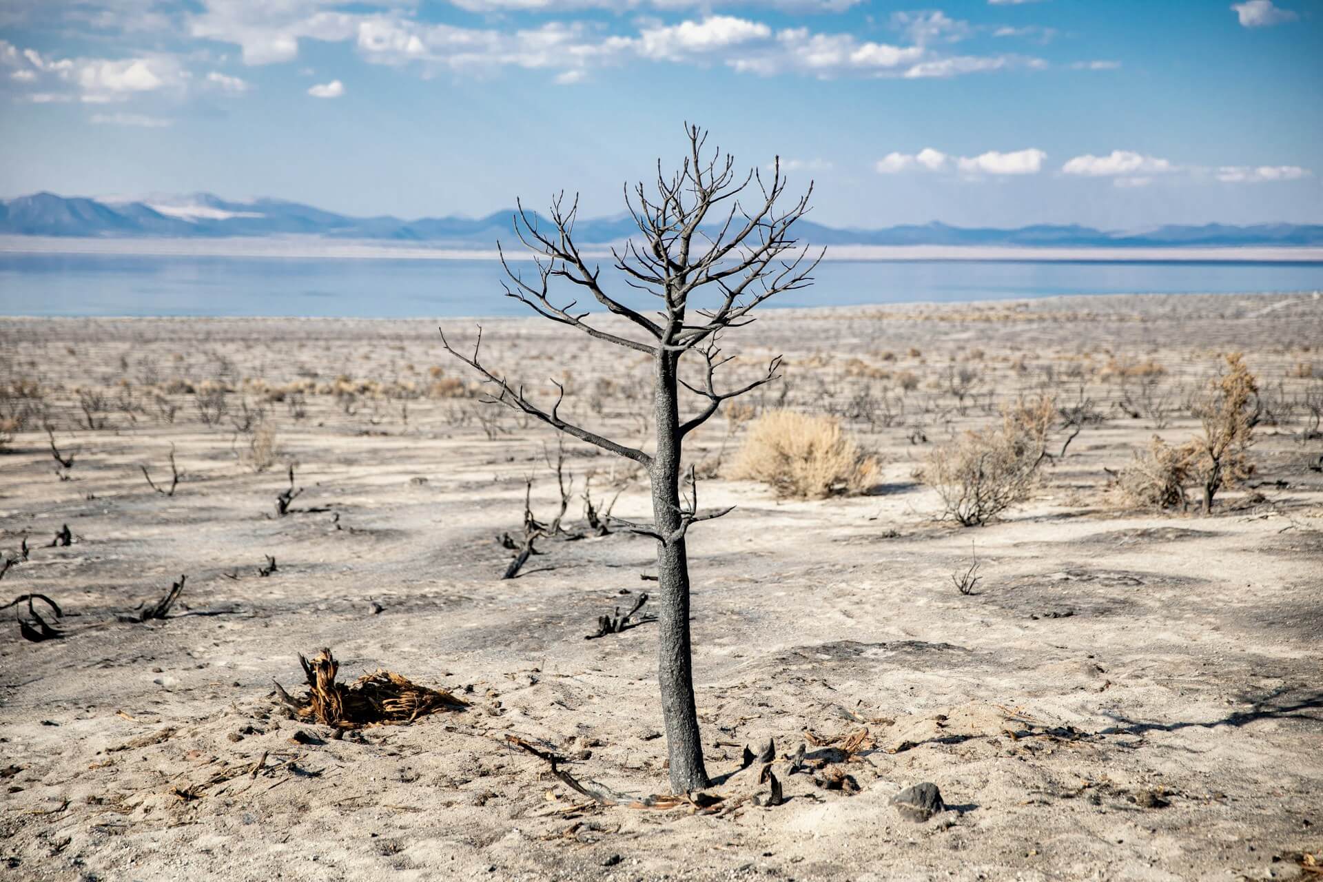 Effondrement un aperçu de la perte de biodiversité.